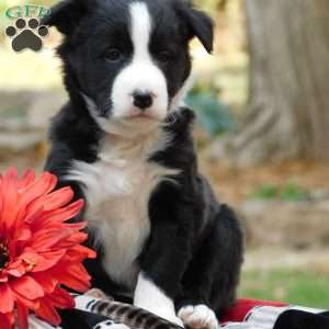 Cody, Border Collie Puppy